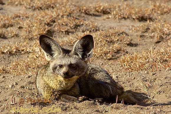 A shy Bat-eared Fox suns itself in the early morning -Ndutu, Tanzania