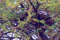 An African Rock Python Rests in a Tree High above the Road in Tarangire National Park