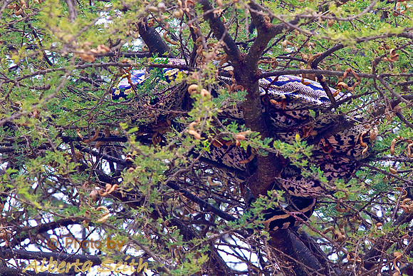 An African Rock Python Rests in a Tree High above the Road in Tarangire National Park