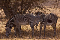 Grévy's Zebras at Buffalo Sprngs