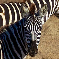 Burchell's Zebra on the Ndutu  Plains