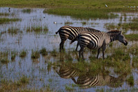 Zebra Walking in Lake Nakuru