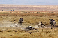 Zebras Roll in the Dirt on the Floor of Ngorongoro Crater