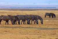 Zebra on the Ngorongoro Crater Plains