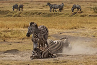 Zebra Family in Ngorongoro Crater, Tanzania
