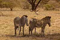 Grévy's Zebras at Buffalo Sprngs