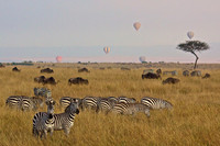 Migrating Zebra and Wildebeest, Stalked by Lions on the Mara, as Hot Air Balloons Approach from a Pink Sunrise Sky