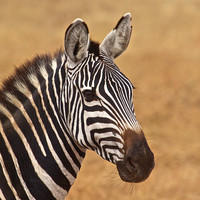 Zebra on the Plains of the Ngorongoro  Crater