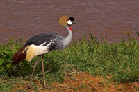 Crested Crane- Samburu, Kenya