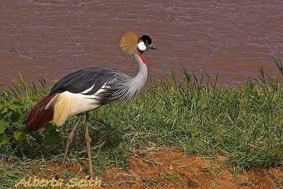 Crested Crane- Samburu, Kenya