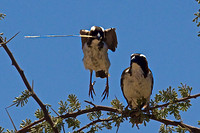 Black-capped Social Weavers Building a Nest in Samburu