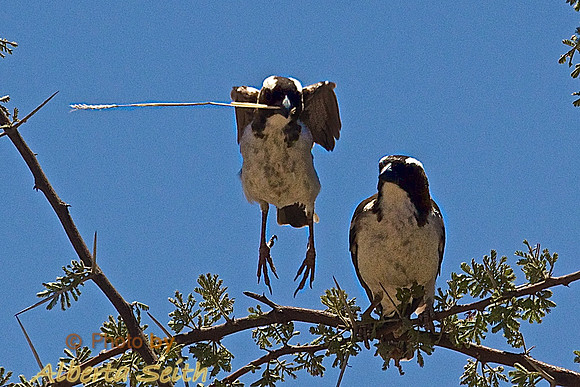 Black-capped Social Weavers Building a Nest in Samburu