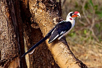 Von der Decken's Hornbill- Samburu Woodlands, Kenya