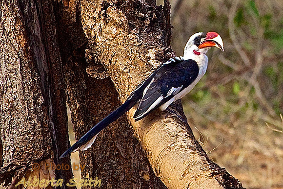 Von der Decken's Hornbill- Samburu Woodlands, Kenya