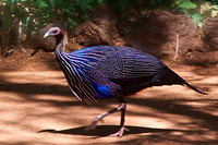 Vulcheras Guineafowl-on the Grounds of Larsen's Camp, Samburu