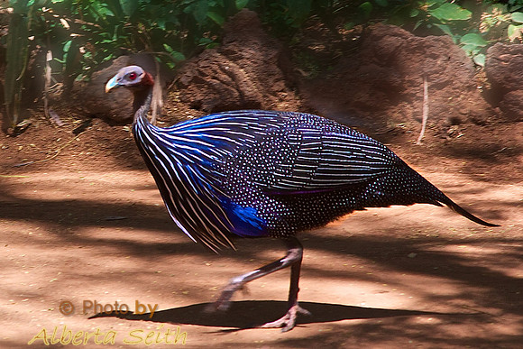 Vulcheras Guineafowl-on the Grounds of Larsen's Camp, Samburu