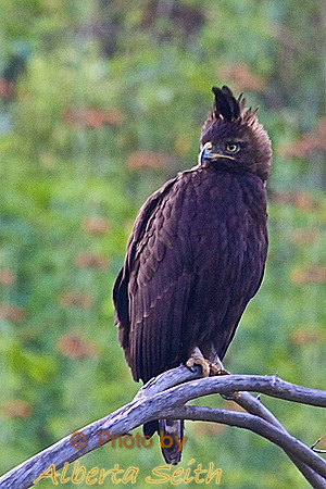Long-crested Eagle in the Lake Nakuru woodlands, Kenya