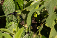 Bronze Sunbird at Mountain Lodge in the Mt. Kenya Highlands, Tanzania