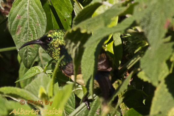 Bronze Sunbird at Mountain Lodge in the Mt. Kenya Highlands, Tanzania