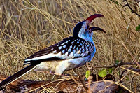 Red Hornbill Tossing a Worm in Samburu