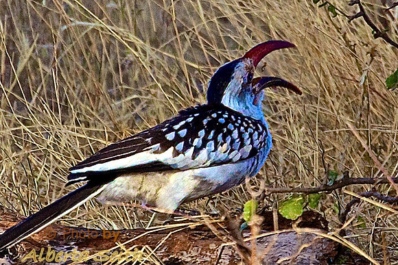 Red Hornbill Tossing a Worm in Samburu