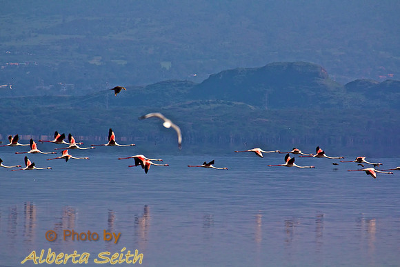 Flamingos at Lake Nakuru, Kenya