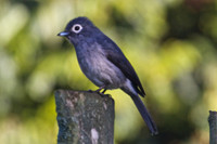 White-Eyed Slatey Flycatcher- Mt Kenya Highlands