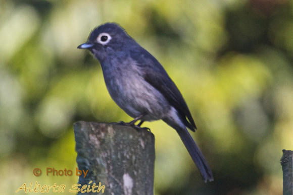 White-Eyed Slatey Flycatcher- Mt Kenya Highlands