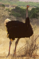 Male Somali Ostrich in Blue-neck mating coloration-Samburu National Reserve