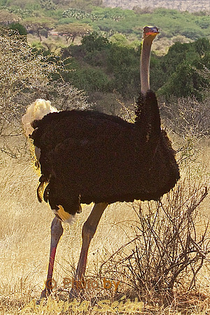 Male Somali Ostrich in Blue-neck mating coloration-Samburu National Reserve
