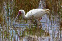 African Spoonbil in the shallows of Lake Nakuru, Kenyal