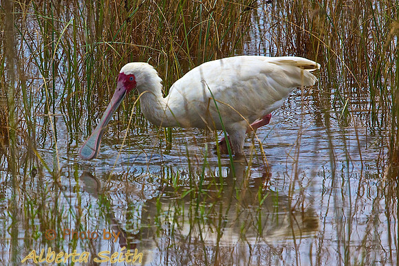 African Spoonbil in the shallows of Lake Nakuru, Kenyal