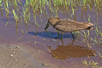 Hammerkrop fihing on the shores of Lake Nakuru, Kenya