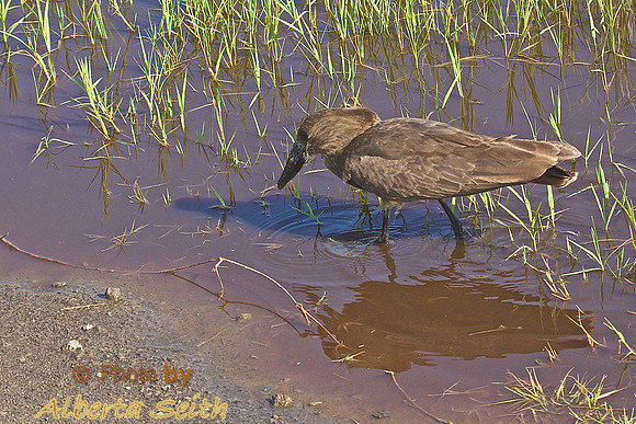 Hammerkrop fihing on the shores of Lake Nakuru, Kenya