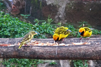 Speke's Weaver Birds at Nakuru Lion Hill Lodge, Lake Nakuru, Kenya
