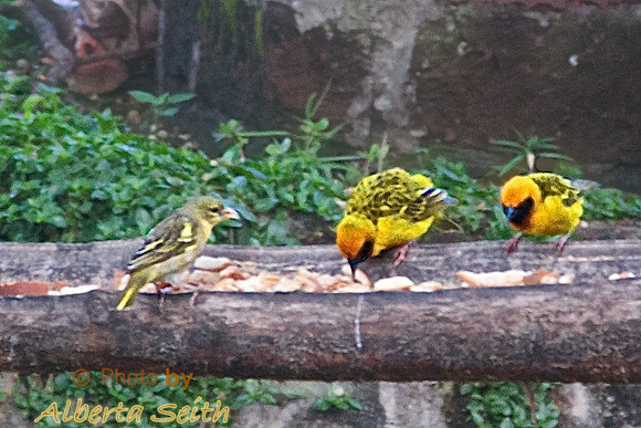 Speke's Weaver Birds at Nakuru Lion Hill Lodge, Lake Nakuru, Kenya
