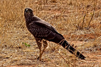 Brown Snake-Eagle-Samburu