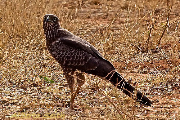 Brown Snake-Eagle-Samburu