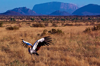 Crested Crane- Samburu Grasslands, Kenya
