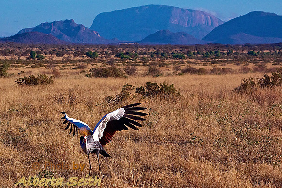 Crested Crane- Samburu Grasslands, Kenya