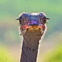 Male Somali Ostrich in blue coloration-Samburu, Kenya