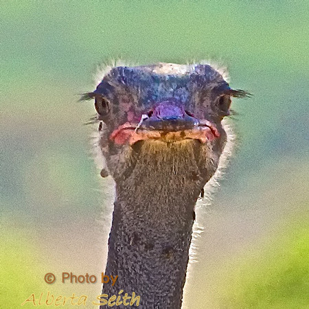 Male Somali Ostrich in blue coloration-Samburu, Kenya