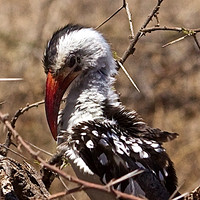 Red Hornbill-Samburu Woodlands, Kenya