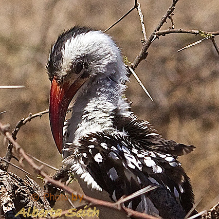 Red Hornbill-Samburu Woodlands, Kenya