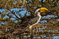 Yellow Hornbill-Samburu, Kenya