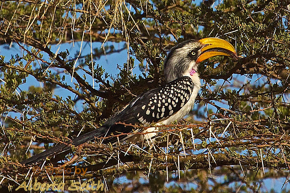 Yellow Hornbill-Samburu, Kenya