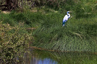 Egret- Buffalo Springs Game Reserve, Kenya