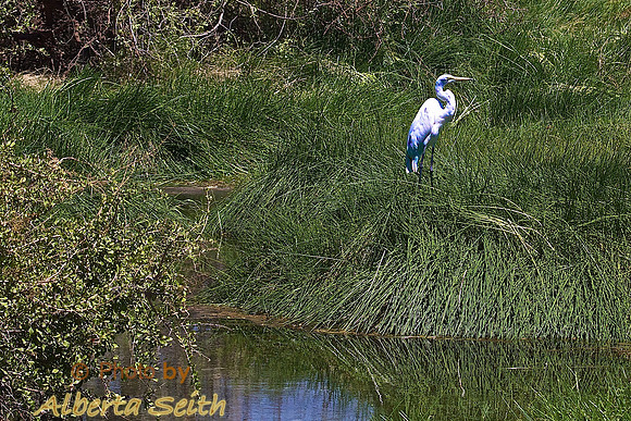 Egret- Buffalo Springs Game Reserve, Kenya