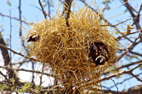 Black-capped Social Weavers with a Bi-level Nest in Samburu