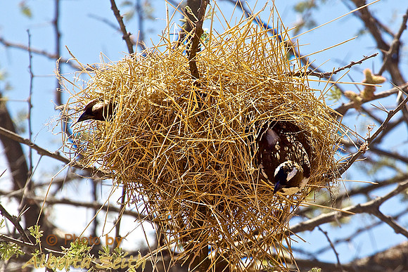 Black-capped Social Weavers with a Bi-level Nest in Samburu